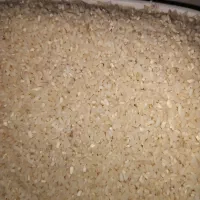 نیم دانه درشت هاشمی گیلان