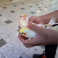 عروس هلندی معاوضه