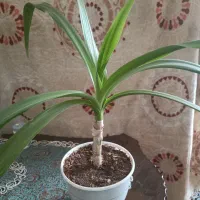 فروش گل برگ موزی