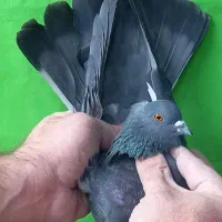 ۵طوق قاره یک فقط یکجا|پرنده|تهران, مولوی|دیوار