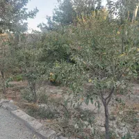 ۷۵۰متر چهاردیواری دهشاد شهریار الورد کبودین بنادار|فروش دفتر صنعتی، کشاورزی، تجاری|شهریار, دهشاد بالا|دیوار