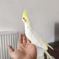 عروس هلندی لوتینو