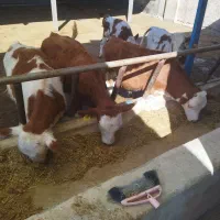 گوساله نر سیمنتال درجه یک|حیوانات مزرعه|کرج, فاز ۴ مهرشهر|دیوار