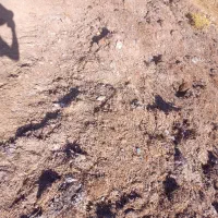 کود کمپوست قارچ|خدمات باغبانی و درختکاری|کلیائی, |دیوار