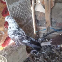 سلام چهار کفتر فروشی