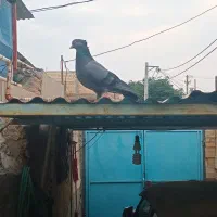 ماده سبز دوخط ابادانی