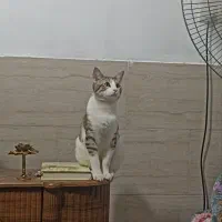گربه دی آس اچ با پرشین جفت خورده