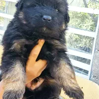 توله سگ ژرمن بلک فیس|سگ|کرمان, |دیوار