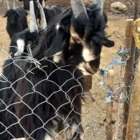 کهره نر ترکی برای داشتی و پازن