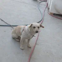 سگ پاکوتاه باهوش و بازی گوش|سگ|قرچک, شهرک صنعتی قرچک|دیوار