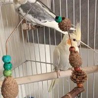 عروس هلندی مولد