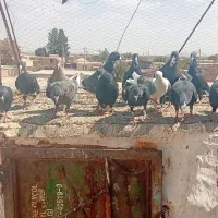 22 جوجه دوسه لقه همه نر
