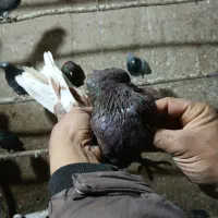 گرگانی و تهرانی سر و کله دار|پرنده|اردبیل, |دیوار