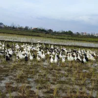 اوردکپکنیگوشتی|حیوانات مزرعه|فومن, |دیوار