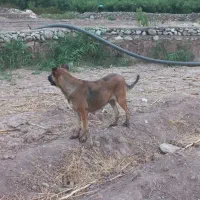 ماده سرابی همراه با توله