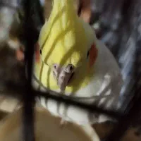 عروس هلندی جفت