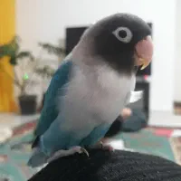 طوطی برزیلی