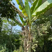 کدسوزن/۸۴۵مترخونه باغ بر آسفالت امتیازات کامل|فروش خانه و ویلا|کوچصفهان, |دیوار