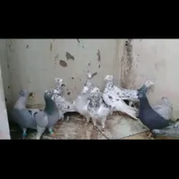 کبوتر رنگی ۳۰عددنروماده گنجه بوری|پرنده|تهران, ارم|دیوار