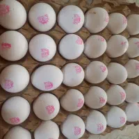 تخم مرغ تاریخ روز