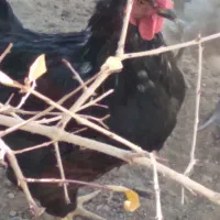 فروش خروس زیبا و جوان