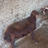 گوسفند ترکمنی و کبود ماده