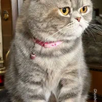 گربه گم شده بریتیش