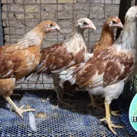 جوجه خروس دورگ گلین/گلپایگانی،سالم و خوش جثه