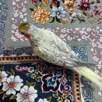 جوجه عروس هلندی|پرنده|پاکدشت, پاکدشت (مامازند)|دیوار