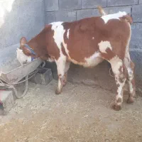 گاو و گوساله|حیوانات مزرعه|کرمانشاه, |دیوار