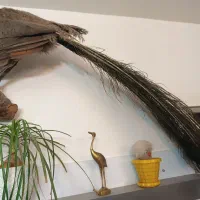 طاووس و پرنده خشکل تاکسدرمی|صنایع دستی و سایر لوازم تزئینی|اردبیل, |دیوار