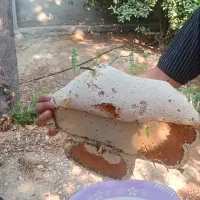 عسل کوهی با موم بشرط