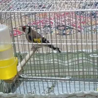 سهره نر|پرنده|خرمآباد, |دیوار