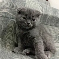 گربه اسکاتیش وبیریتیش