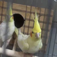 یک جفت عروس هلندی به همراه جوجه