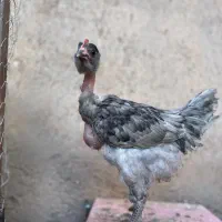 جوجه خروس گردن لختی محلی|حیوانات مزرعه|قزوین, |دیوار