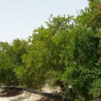 فروش زمین و باغ در قلب تاریخ ایران|فروش زمین و ملک کلنگی|تهران, الهیه|دیوار