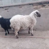 بره چاق