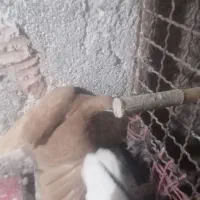 سده زرد ماده