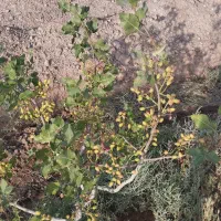 زمین پسته هرات مروست|فروش دفتر صنعتی، کشاورزی، تجاری|خاتم, |دیوار