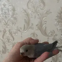 طوطی برزیلی