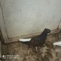 جفت دم سفید جفت زاغ دم سفید