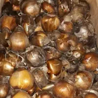 فروش پیاز گل نرگس|گل و گیاه طبیعی|جره و بالاده, |دیوار