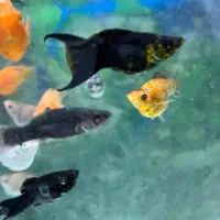 ماهی کالر کپی و مولی