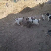 توله  سرابی .|سگ|بجنورد, |دیوار