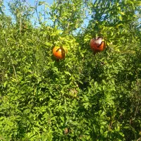 نهال های چهار ساله انار باردهی کرده دارای ضمانت|خدمات باغبانی و درختکاری|همدان, |دیوار