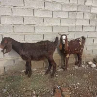 دوراس بزغاله|حیوانات مزرعه|گنبد کاووس, |دیوار