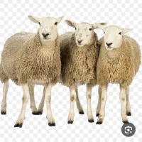 گوسفند زنده به صورت حضوری و غیر حضوری