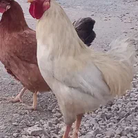 خروس