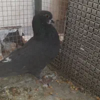 شامی گچی و سیاه کاشونی|پرنده|فولادشهر, مسکن مهر فولادشهر|دیوار